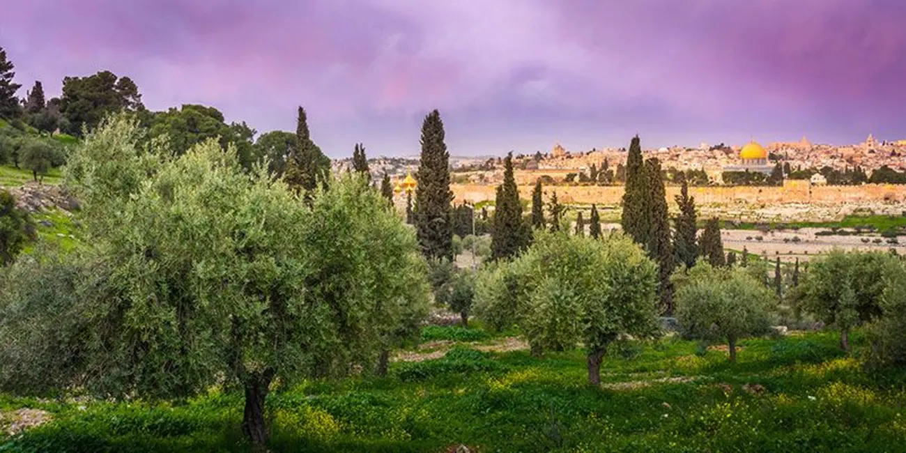 Tudo sobre o sagrado Monte das Oliveiras ‍